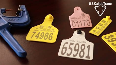 can you rfid tag cattle|official usda cattle id tags.